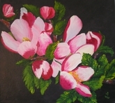 Apple Blossoms