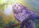 Barred Owl