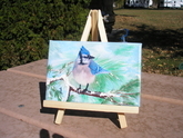 Blue Jay