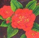 Camellia  Bob Hope