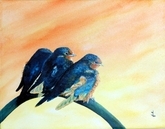 Fledgling Swallows