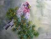 House finch 001