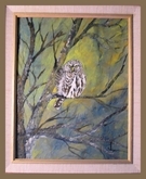 In the Shade ""Northern Pigmy Owl""