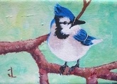 Blue Jay