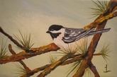 Chickadee 102