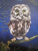 Saw Whet Owl