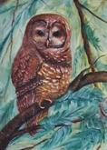 Spotted Owl