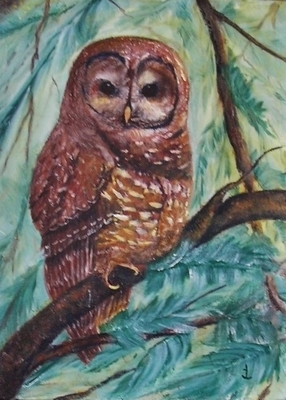 Spotted Owl