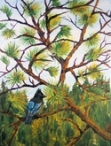 Stellar Jay