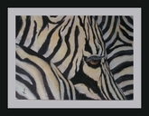 Zebra  1